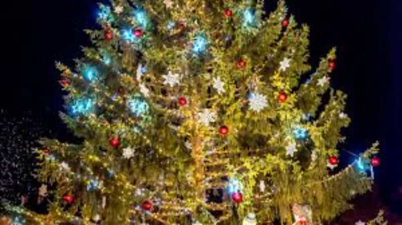 Un grand conifère dans le jardin d'un particulier