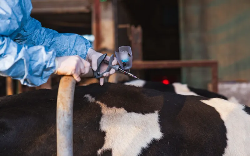Troupeau de vaches dans un pré en Haute-Savoie