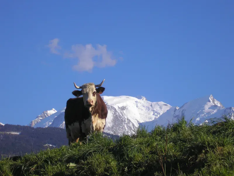 Vaches pâturant dans les champs face au massif du Mont-Blanc